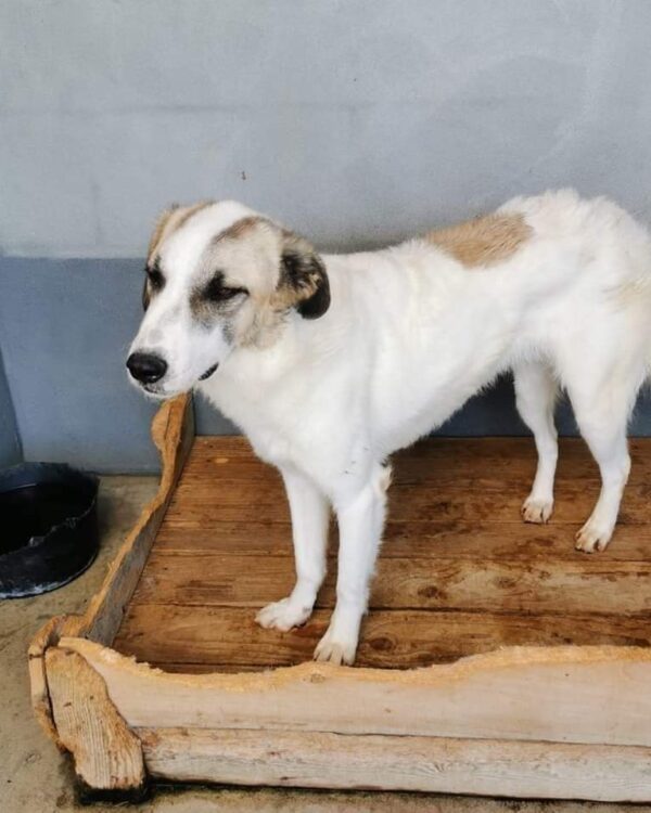 Fellow sucht ein Zuhause