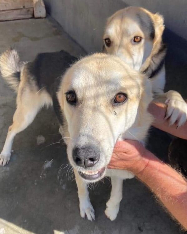 Tix sucht ein Zuhause