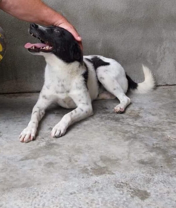 Vali sucht ein Zuhause