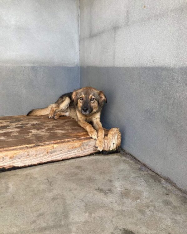 Tom sucht ein Zuhause