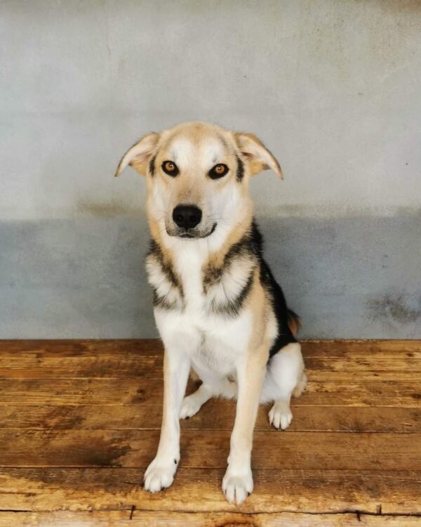 Jimmy sucht ein Zuhause