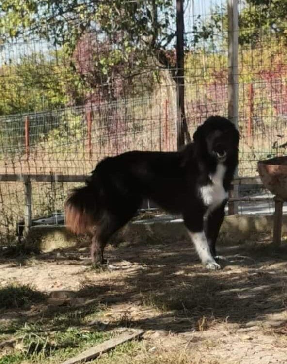 Sushi sucht ein Zuhause