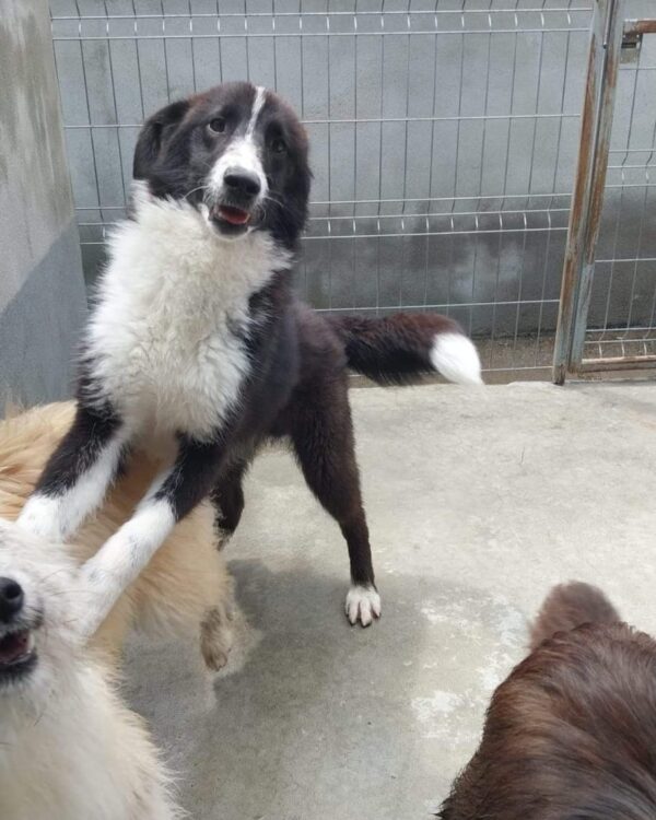 Sascha sucht ein Zuhause