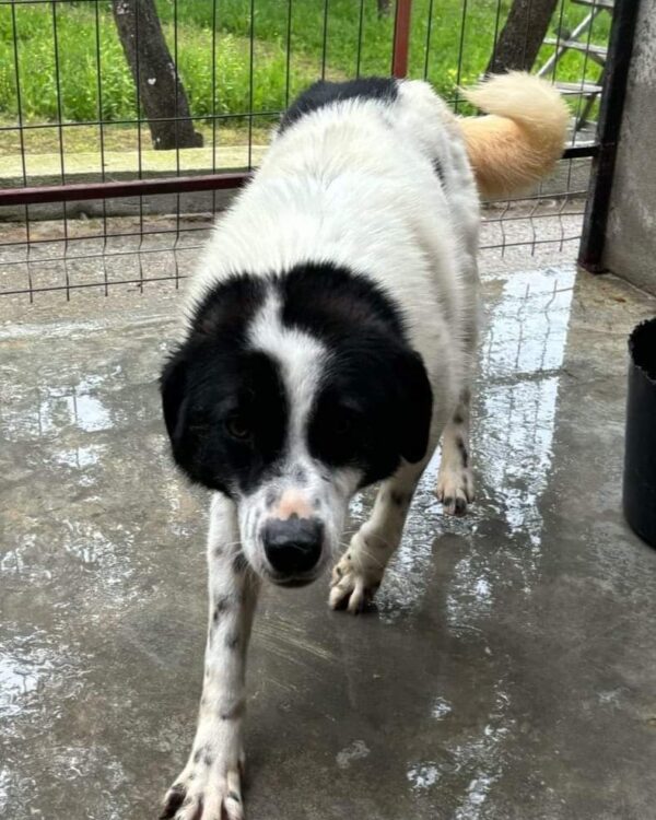 Flecki sucht ein Zuhause