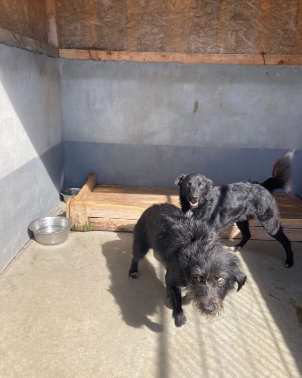 Amir sucht ein Zuhause