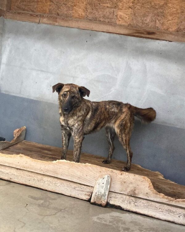 Amy sucht ein Zuhause