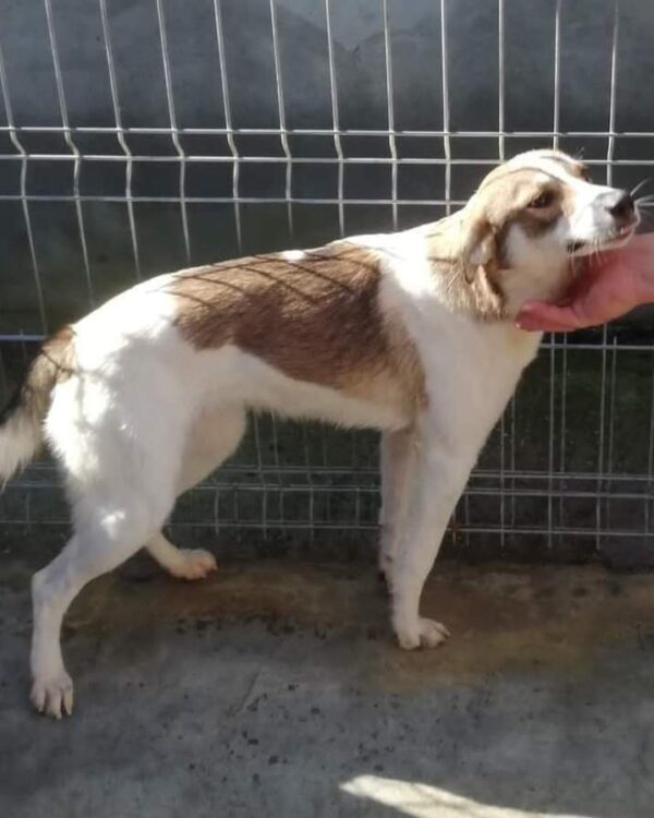 Emely sucht ein Zuhause