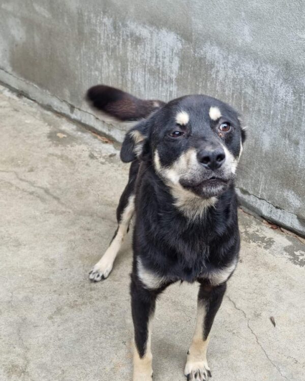 Gausi sucht ein Zuhause