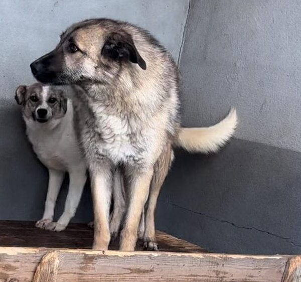 Mogli sucht ein Zuhause