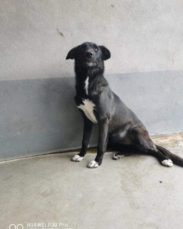 Mala sucht ein Zuhause