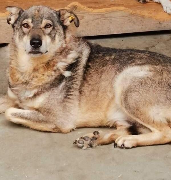 Aaron sucht ein Zuhause