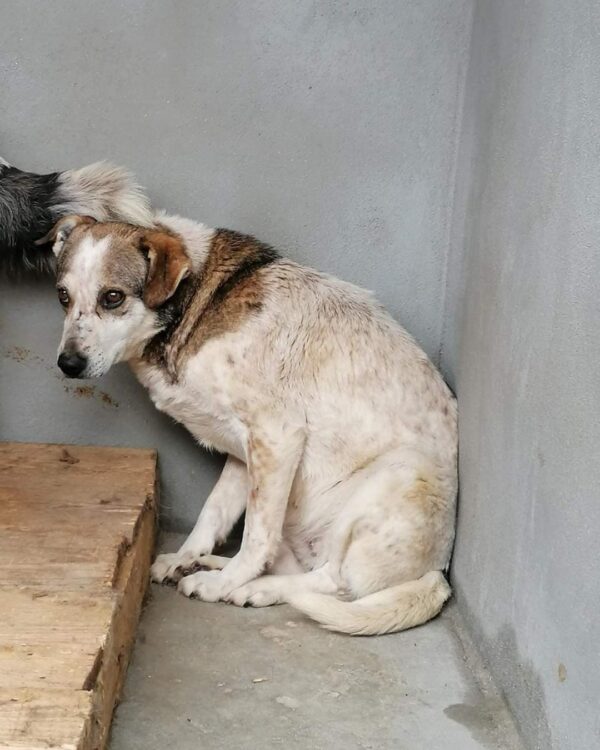 Yuma sucht ein Zuhause