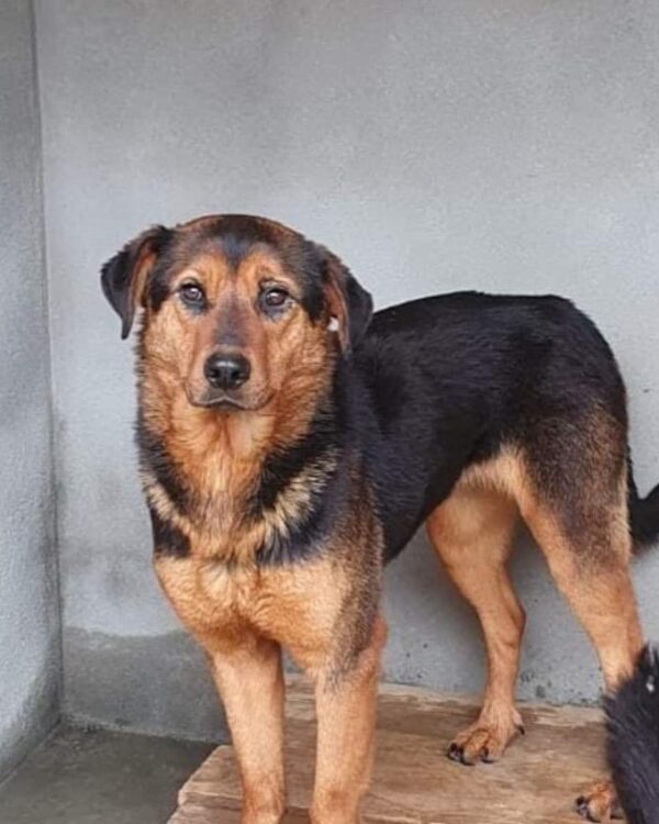 Skyla sucht ein Zuhause