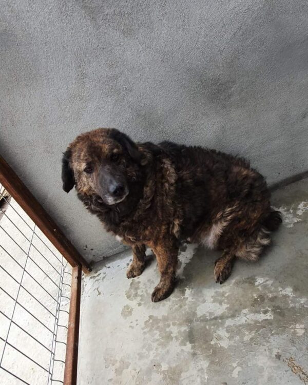 Iowa sucht ein Zuhause