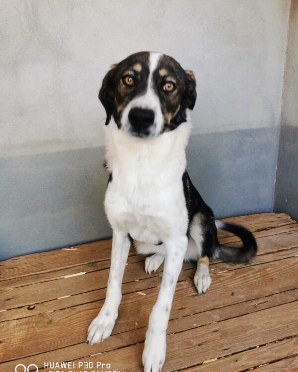 Melina sucht ein Zuhause