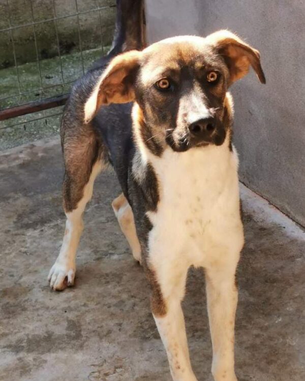 Merlin sucht ein Zuhause