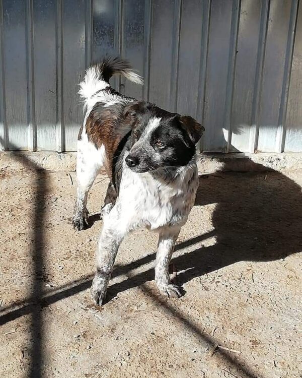 Wendy sucht ein Zuhause