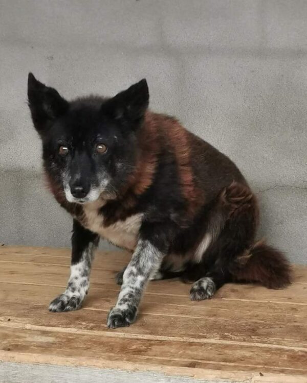 Celine sucht ein Zuhause