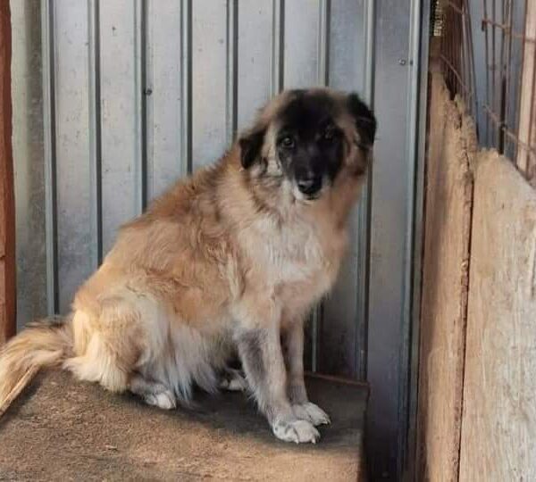 Kimba sucht ein Zuhause