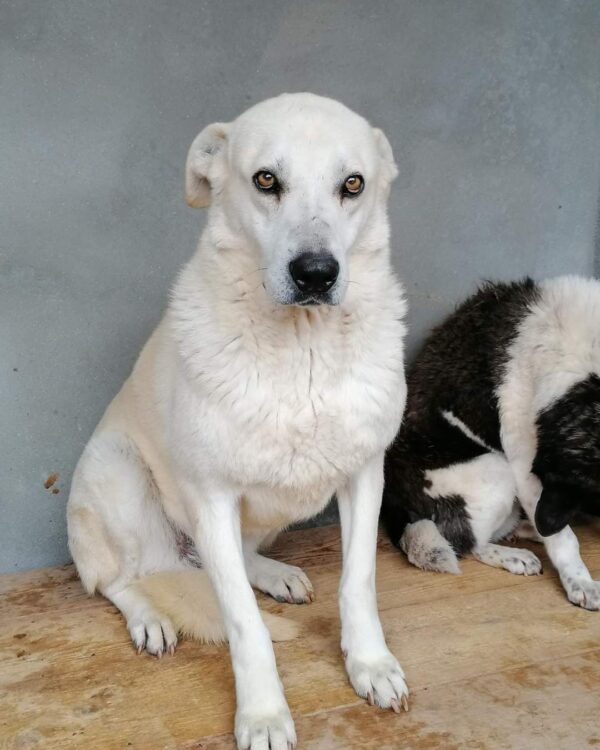 Alice sucht ein Zuhause