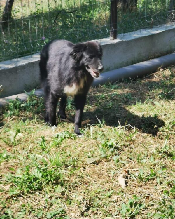 Fedo sucht ein Zuhause