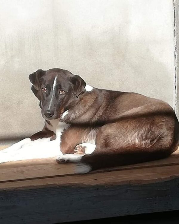 Pyro sucht ein Zuhause