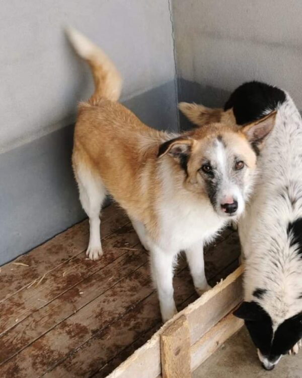 Dingo sucht ein Zuhause