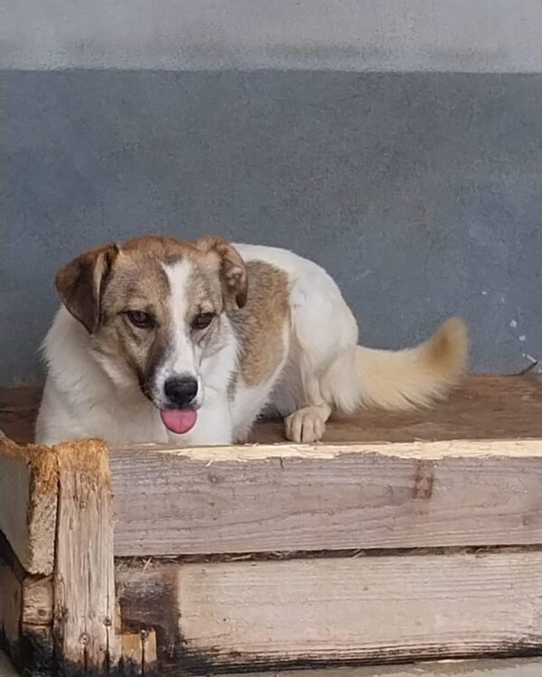 Malika sucht ein Zuhause