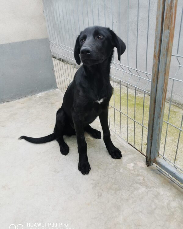 Hutch sucht ein Zuhause