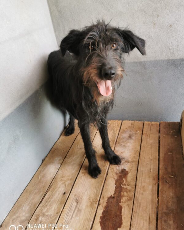 Zoro sucht ein Zuhause