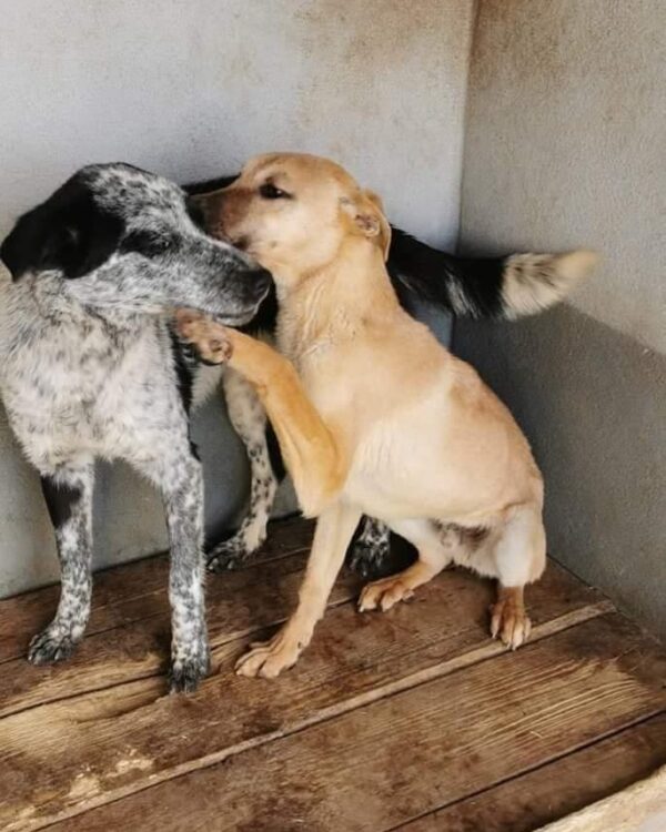 Layla sucht ein Zuhause