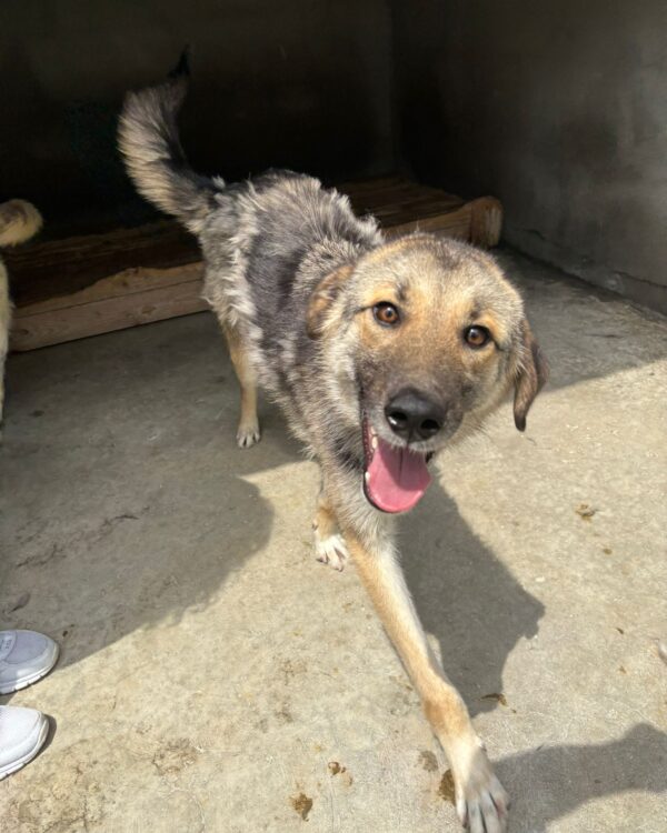 Wolle sucht ein Zuhause