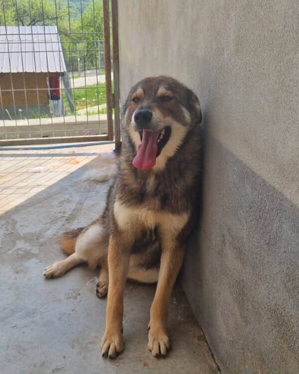 Jimbo sucht ein Zuhause