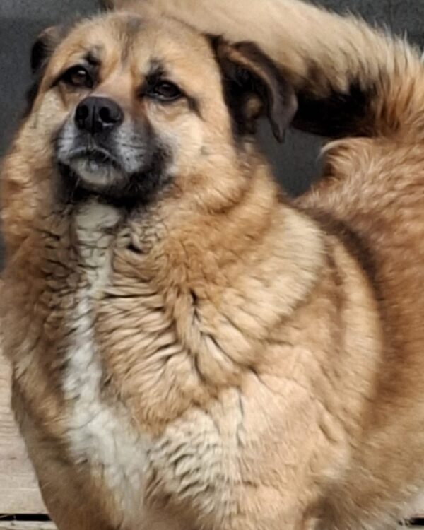 Johnny sucht ein Zuhause