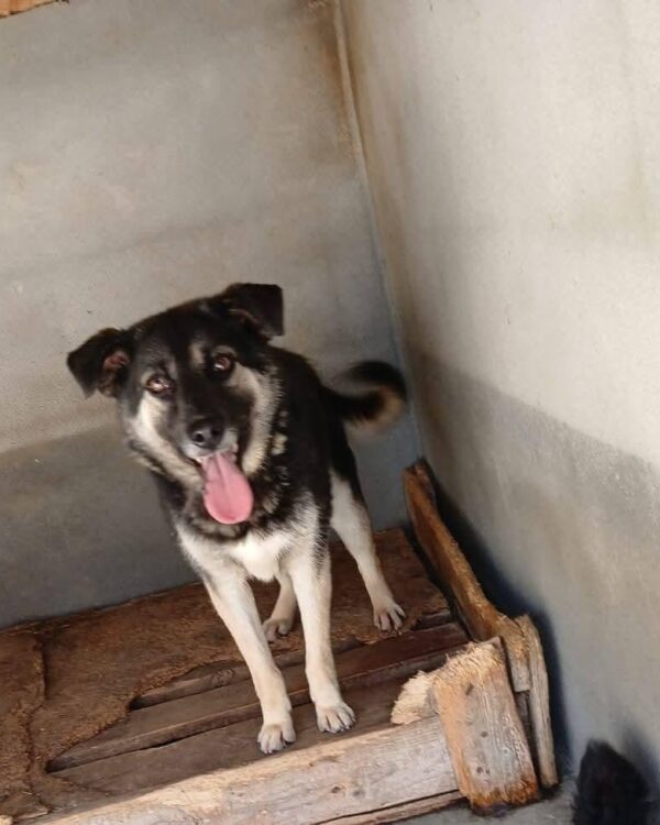 Tiffy sucht ein Zuhause