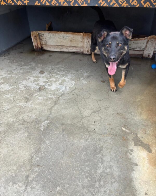 Niklas sucht ein Zuhause