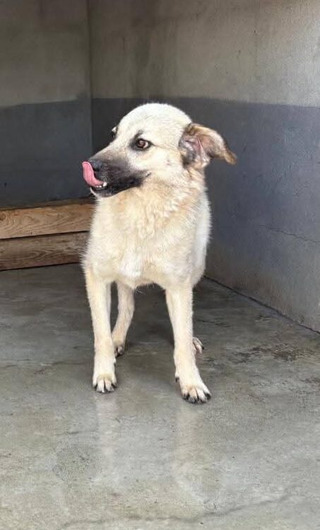 Barry sucht ein Zuhause