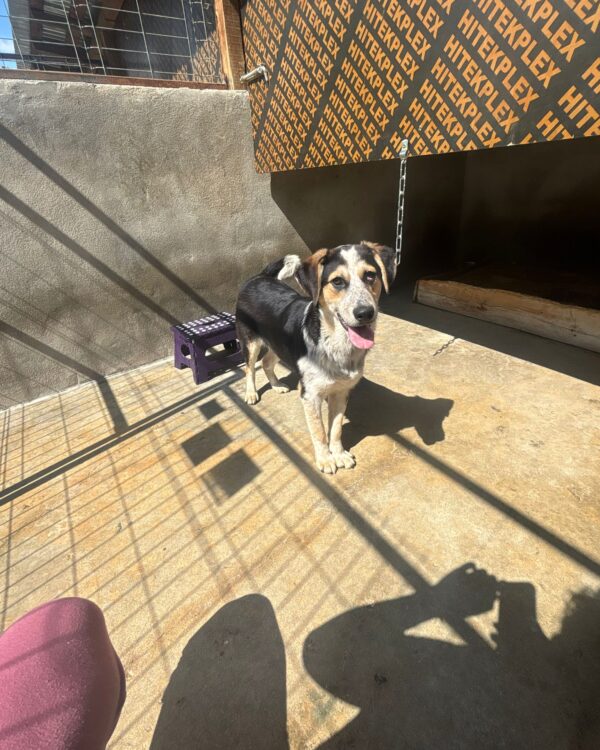 Ares