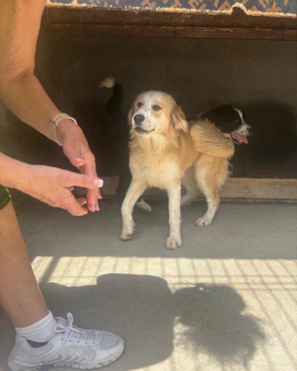 Lucy sucht ihr Körbchen