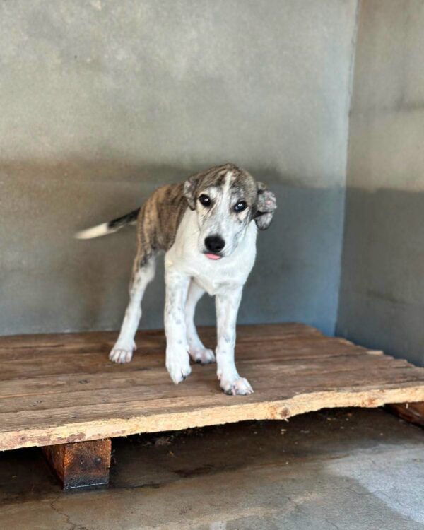 RIKKI SUCHT SEIN ZUHAUSE