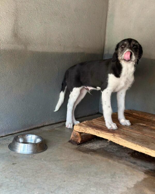 Snoopy sucht sein Zuhause
