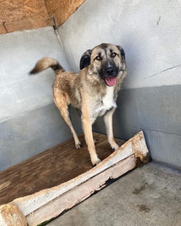 Mogli sucht ein Zuhause